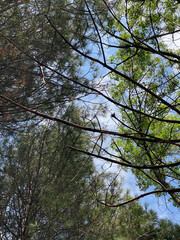 Look upwards to the blue sky with white clouds through the tall bare trees of a mixed forest