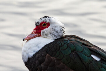 Winter Birds
