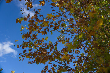 Look upwards to the blue sky with white clouds through the tall bare trees of a mixed forest
