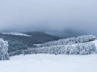 Fototapeta na wymiar Ski slope and snow-capped mountain forest in foggy weather, with fir trees