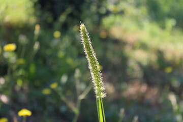 grass in the morning