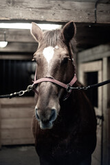 Chestnut quarter horse standing inside a stable in winter