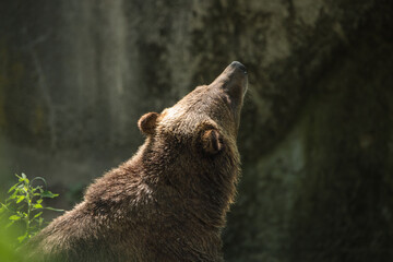 Big brown bear looking up at the sky from behind.