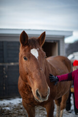 Fototapeta premium Chestnut draft horse being pet by human 