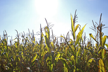 Maisfeld im Herbst