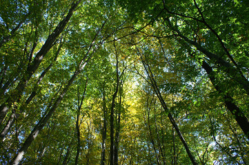 Die Kraft des Waldes