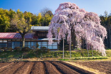 須賀川市　横田陣屋御殿桜