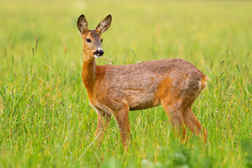 Roe deer, capreolus capreolus, doe chewing grass on a green meadow in spring nature. Female mammal with brown fur grazing on hay field. Animal wildlife in tranquil wilderness.