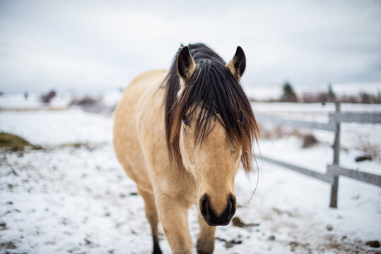 Buckskin quarter horse outside in winter field