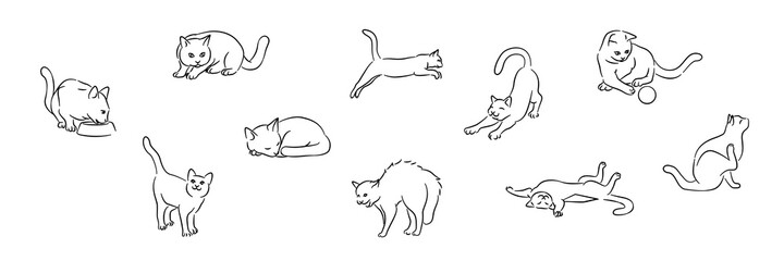 Cats Life Outline Drawings 