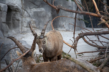 Close up of two capricorns - high contrast image