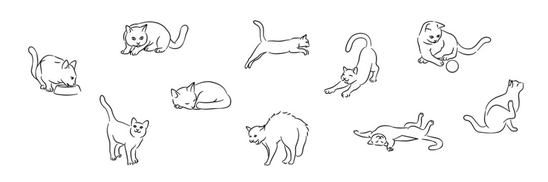 Cats Life Outline Drawings 