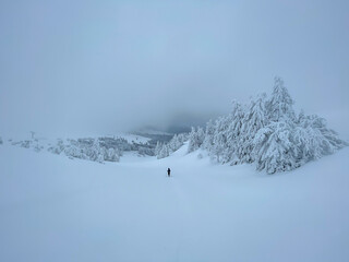 Person walking in the snowy mountain among the fir trees