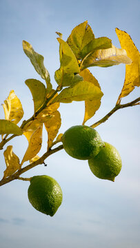 Rama De Limonero Con Limones Verdes