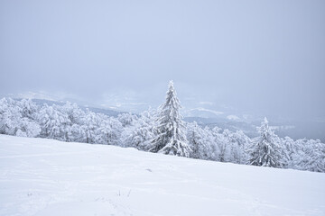 snow covered trees in the forestm winter landscape, winter mountains