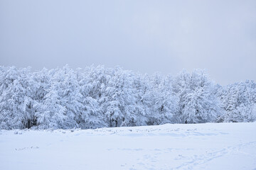 snow covered trees in the forestm winter landscape, winter mountains