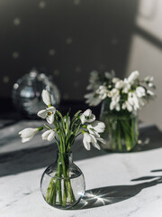 Bright spring rays of the sun shine on white snowdrops. Rare white flowers are in a small vase. In the background is a shiny ball. Flowers are listed in the red book. Spring came. First spring flowers
