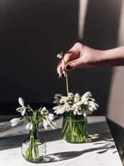 Bright spring rays of the sun shine on white snowdrops. Rare white flowers are in a small vase.The girl puts flowers in a vase. In hand a flower.Flowers are listed in the red book.First spring flowers