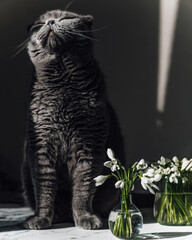 The gray cat squints at the sun. The first spring flowers are in a small vase. Rare flowers listed in the Red Book. Springing rays of the sun. The cat is basking in the sun. White snowdrops.