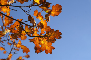 Herbstliche Eichenbl&auml;tter
