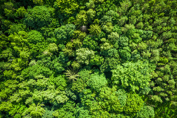 Top down view of trees in Poland