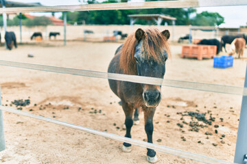 Adorable pony walking at the farm