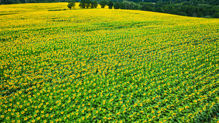 Aerial view of sunflower field in sunny summer