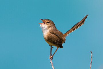 Female Red-backed Fairy Wren singing