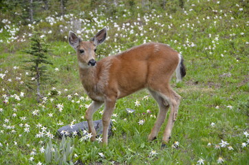 Deer in the North Cascades, Washington