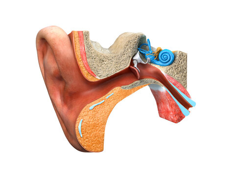 human ear anatomy on white background. 3d render