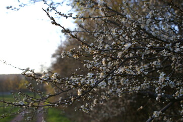 Schlehenblüte in Unkeroda