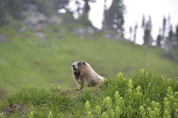 Marmot in the North Cascades, Washington