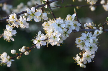 Schlehenblüte in Unkeroda