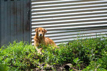 dog in the garden