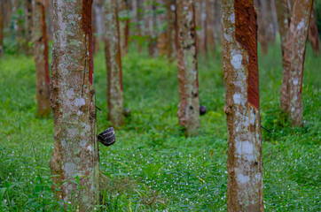 Rubber tree and wooden blow in Southern Thailand