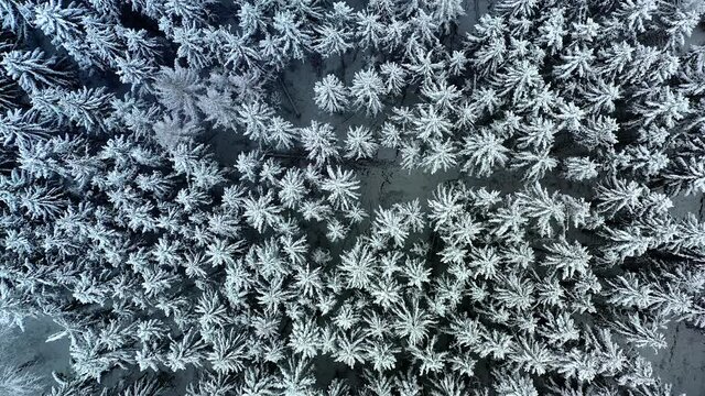 Aerial view, flight over over the snow-covered Taunus with firs, sprucesand conifers, Gro&szlig;er Feldberg, Oberreifenberg, Taunus, Schmitten, Hesse, Germany,