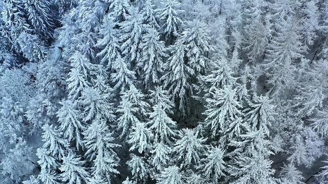 Aerial view, flight over over the snow-covered Taunus with firs, sprucesand conifers, Gro&szlig;er Feldberg, Oberreifenberg, Taunus, Schmitten, Hesse, Germany,