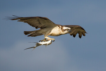 Osprey with swallow-tail flying
