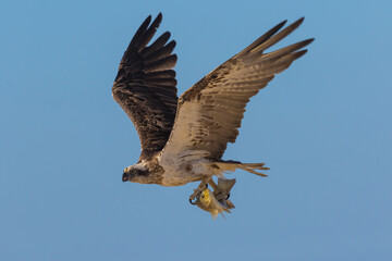 Osprey with luderick flying