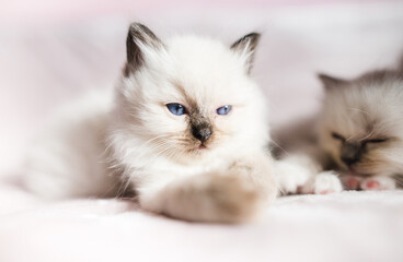 Fototapeta na wymiar Young and beautiful small ragdoll kitten with blue eyes on a blanket 