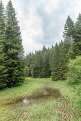 Fototapeta na wymiar Swamp surface between tall pine trees