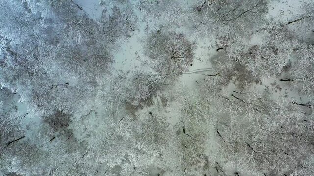 Aerial view, flight over over the snow-covered Taunus with firs, sprucesand conifers, Gro&szlig;er Feldberg, Oberreifenberg, Taunus, Schmitten, Hesse, Germany,
