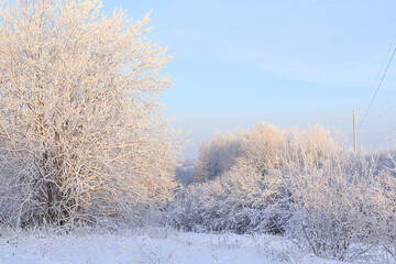 Russian nature in winter, Christmas background. After a snowfall, tree branches are covered with snow and sparkle in the sun, severe frost and low temperatures. This is a beautiful winter