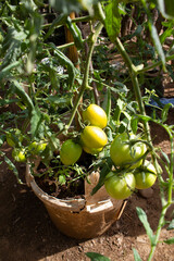 Tomates en tierra