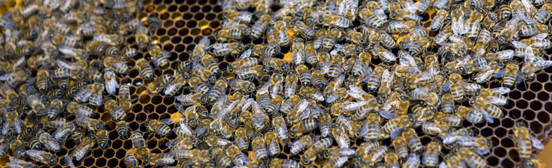Closeup of a frame with a wax honeycomb of honey with bees on them. Apiary workflow.