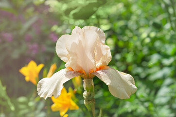 Obraz premium Pink iris flower on green background. Selective focus