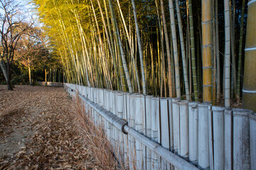Bamboo forest and it's fence in Yamadaike Park.