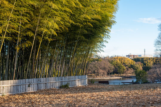 Bamboo foreast and lake in Yamadaike Park