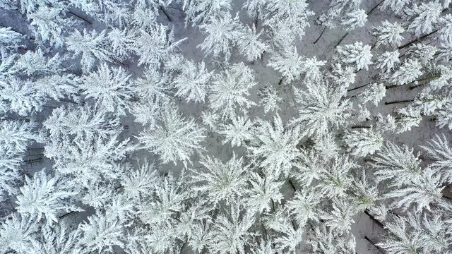 Aerial view, flight over over the snow-covered Taunus with firs, sprucesand conifers, Gro&szlig;er Feldberg, Oberreifenberg, Taunus, Schmitten, Hesse, Germany,