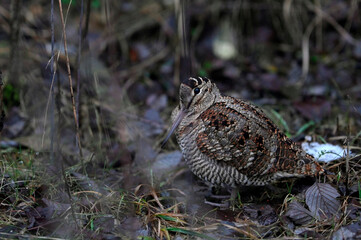 Eurasian woodcock // Waldschnepfe (Scolopax rusticola)